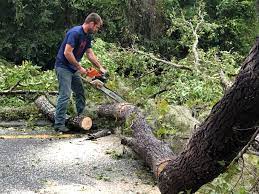 Professional Tree Care Services in Long Valley, NJ