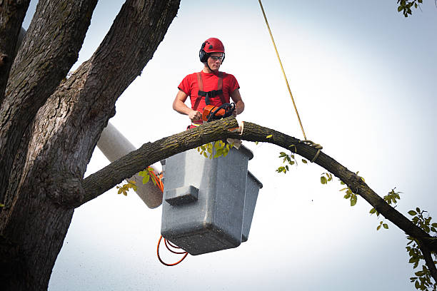 How Our Tree Care Process Works  in  Long Valley, NJ